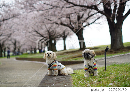 桜並木と犬 桜並木と犬 92799170