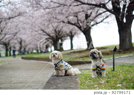 桜並木と犬 桜並木と犬 92799171