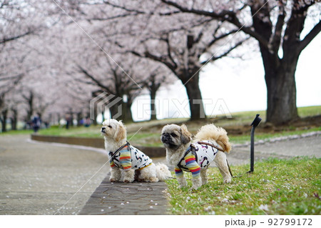 桜並木と犬 桜並木と犬 92799172
