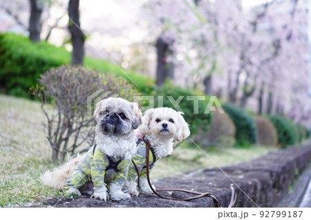 座ってこっちを見ている犬と桜 92799187