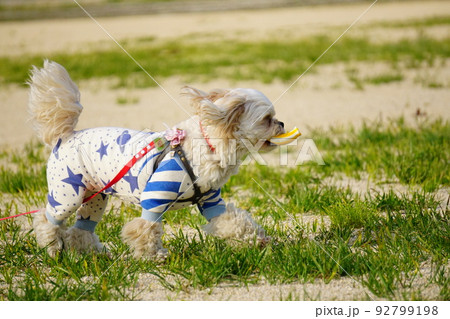 おもちゃをくわえて楽しそうに走る犬 92799198