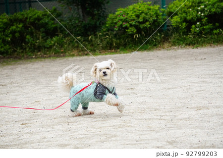 公園を走り回る犬 92799203