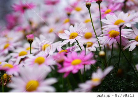 満開のマーガレットの花 満開のマーガレットの花 92799213