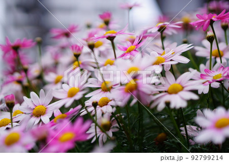 満開のマーガレットの花 92799214