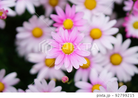 満開のマーガレットの花 満開のマーガレットの花 92799215