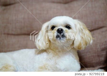 ソファーで横になっている白い犬 92799219