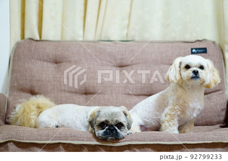 ソファーに座っている2匹の犬 92799233
