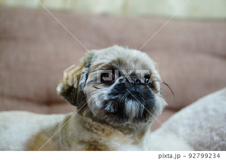 目が大きくて睫毛が長い犬 92799234