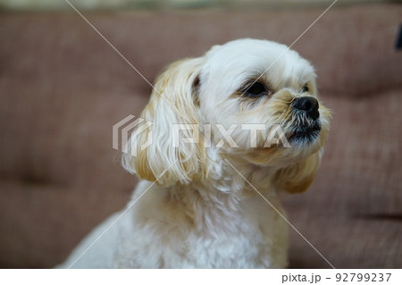 可愛い白い犬 92799237