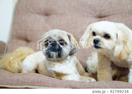 ソファーに座っている2匹の犬 92799238