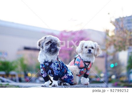 街角に座っている2匹の犬 街角に座っている2匹の犬 92799252