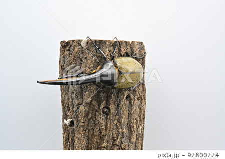 ヘラクレスオオカブト　オス　158mm 92800224