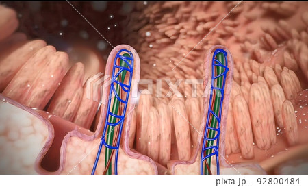 intestines in the depth of the villi of the convoluted area with carbohydrate molecules intestines in the depth of the villi of the convoluted area with carbohydrate molecules 92800484