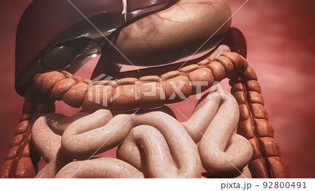 Digestive system, intestines, stomach and liver 92800491