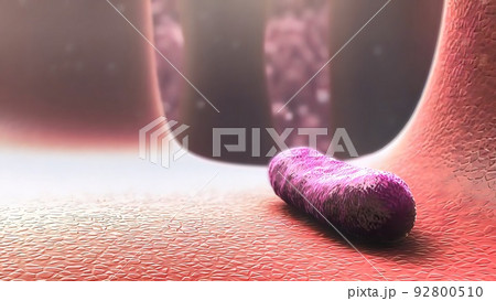 Dead cells in the digestive tract Dead cells in the digestive tract 92800510