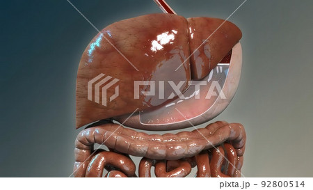 Physiological considerations in nutrient absorption from the gastrointestinal tract 92800514