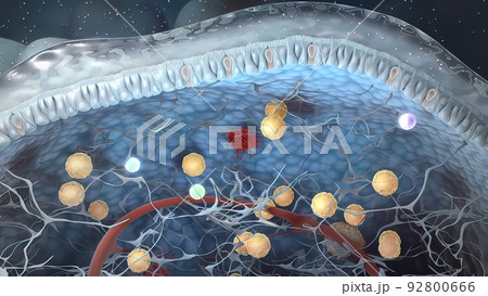 intestines in the depth of the villi of the convoluted area with carbohydrate molecules 92800666