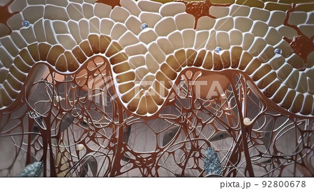 Dendritic cell presenting an antigen to T-lymphocytes. Dendritic cell presenting an antigen to T-lymphocytes. 92800678