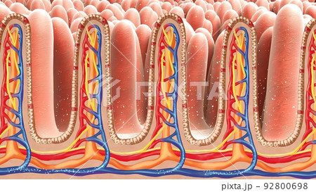 Human intestine. Concept of a healthy or diseased intestine. 92800698