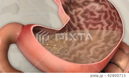 Human digestive system 92800713