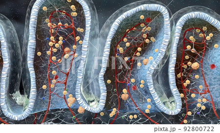 intestines in the depth of the villi of the convoluted area with carbohydrate molecules 92800722