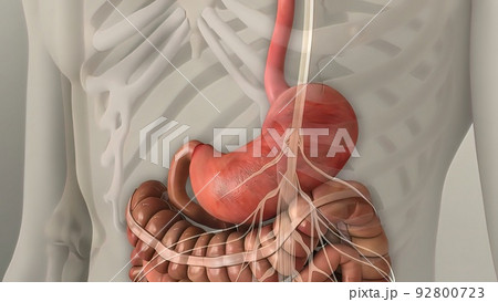 Digestion in the human digestive system. Digestion in the human digestive system. 92800723