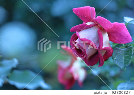 花の女王 92800827