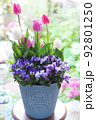 春らしいチューリップとビオラの寄せ植え 92801250