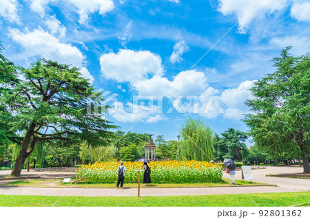 夏の鶴舞公園、満開のひまわり〈愛知県名古屋市〉 92801362