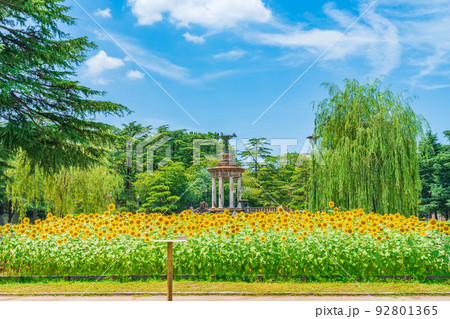 夏の鶴舞公園、満開のひまわり〈愛知県名古屋市〉 92801365
