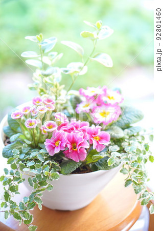 春らしいプリムラジュリアンの寄せ植え 92801460
