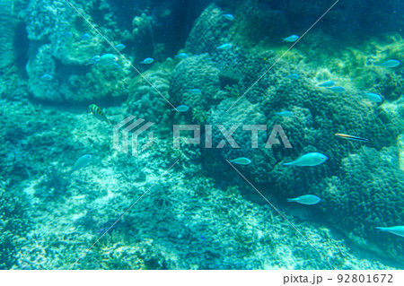 宮古島　シギラビーチの海の中 92801672