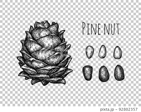 Pine nut cone and nuts. Pine nut cone and nuts. 92802357