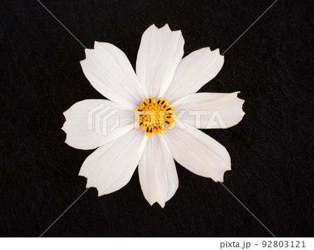 Studio shot of flower on black background. View from above. Studio shot of flower on black background. View from above. 92803121