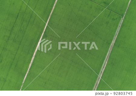 Green rice Fileds aerial view Thailand countryside 92803745