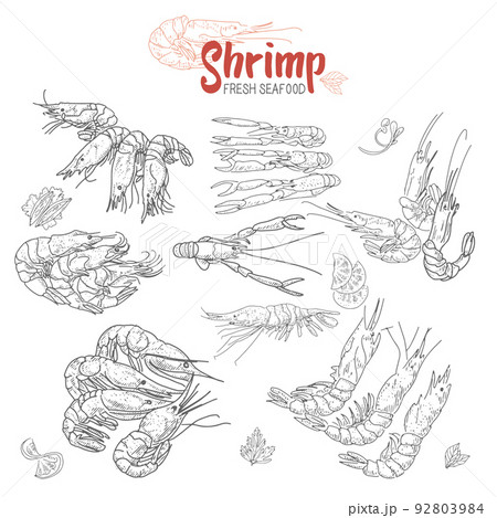 Shrimp vector set. 92803984