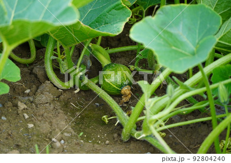 小さなかぼちゃの実 92804240