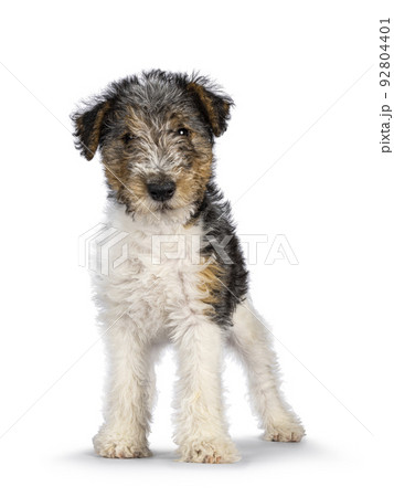 Fox Terrier pup on white background 92804401