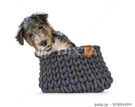 Fox Terrier pup on white background Fox Terrier pup on white background 92804404
