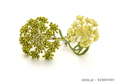 Sea fennel or Rock Samphire twig isolated on white background. Crithmum maritimum 92804484