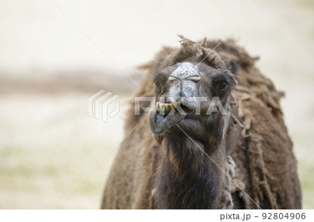 Camel in the desert, close-up. Close-up of a camel's head against the background of sand in the desert. Camel opened his mouth and showed his teeth, smiling. Camel in the desert, close-up. Close-up of a camel's head against the background of sand in the desert. Camel opened his mouth and showed his teeth, smiling. 92804906