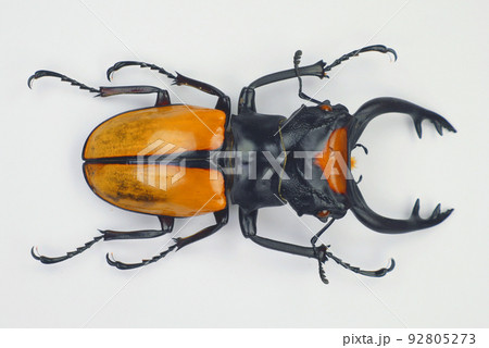Beetle isolated on white. Giant stag beetle Odontolabis lacordairei macro. Collection beetle, lucanidae, coleoptera, insects, entomology Beetle isolated on white. Giant stag beetle Odontolabis lacordairei macro. Collection beetle, lucanidae, coleoptera, insects, entomology 92805273