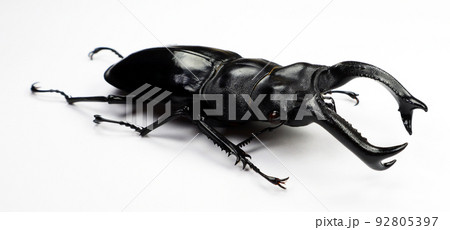 Beetle isolated on white. Giant stag beetle Odontolabis lacordairei macro. Collection beetle, lucanidae, coleoptera, insects, entomology 92805397
