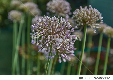 Close-up of the head of a blooming green onion flower Close-up of the head of a blooming green onion flower 92805442