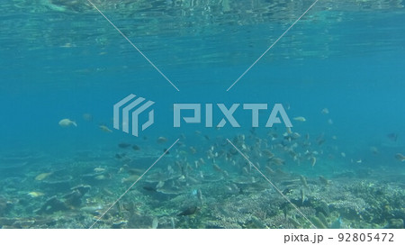 マレーシア　ティオマン島の珊瑚と魚 92805472