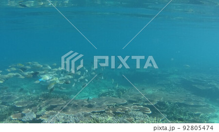 マレーシア　ティオマン島の珊瑚と魚 92805474