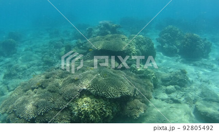 マレーシア　ティオマン島の珊瑚と魚 92805492