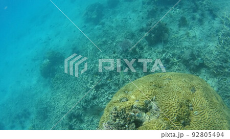 マレーシア　ティオマン島の珊瑚と魚 92805494