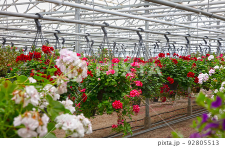 Bromeliad flower and Orchid nursery farm ornamental and flower green plant growing and hanging in the garden greenhouse under roof 92805513
