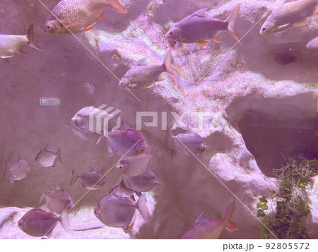 observation of the life of fish in the aquarium. small, exotic, colorful, bright fish swim underwater next to a large white rock in an aquarium 92805572